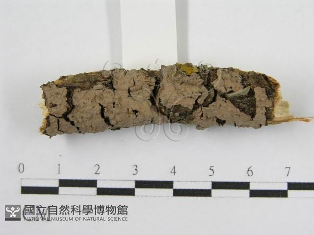 登錄號:F0015772藏品圖，第5張