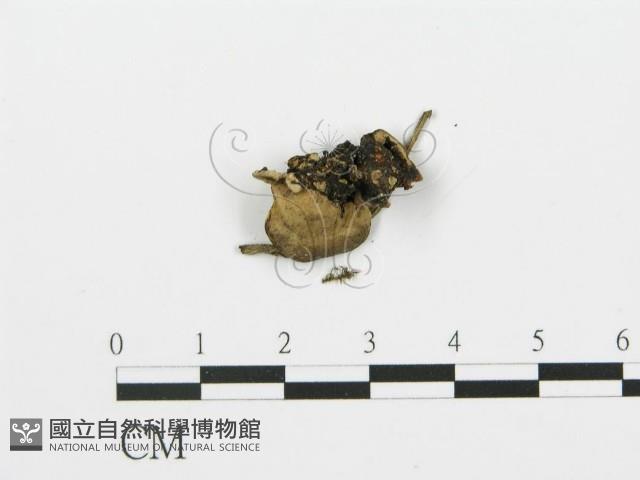 煙管菌藏品圖，第5張