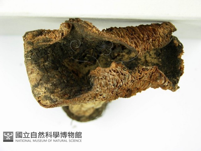 登錄號:F0003772藏品圖，第5張