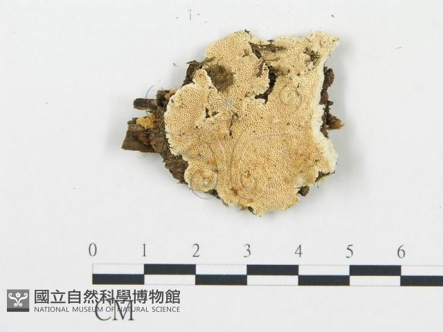 登錄號:F0006072藏品圖，第5張