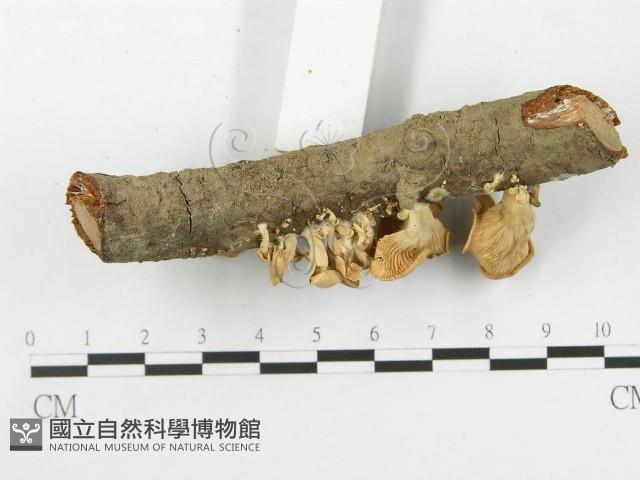 館號:F0016072藏品圖，第5張