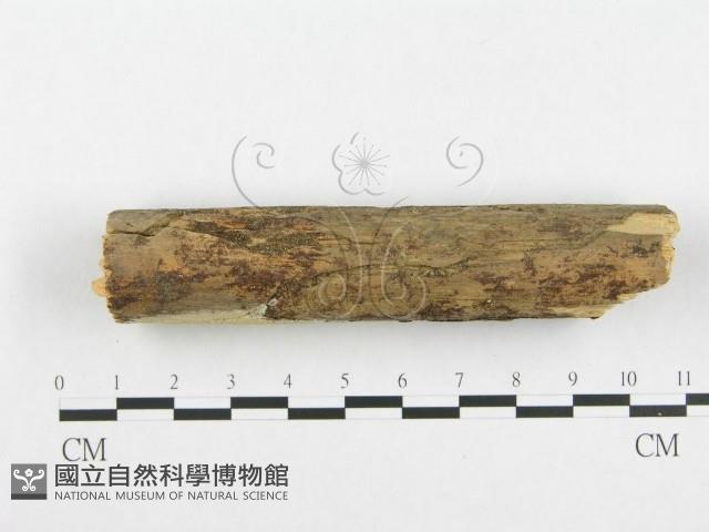 登錄號:F0001372藏品圖，第5張