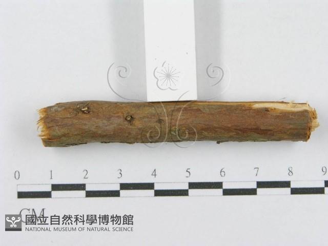 射脈菌屬藏品圖，第5張