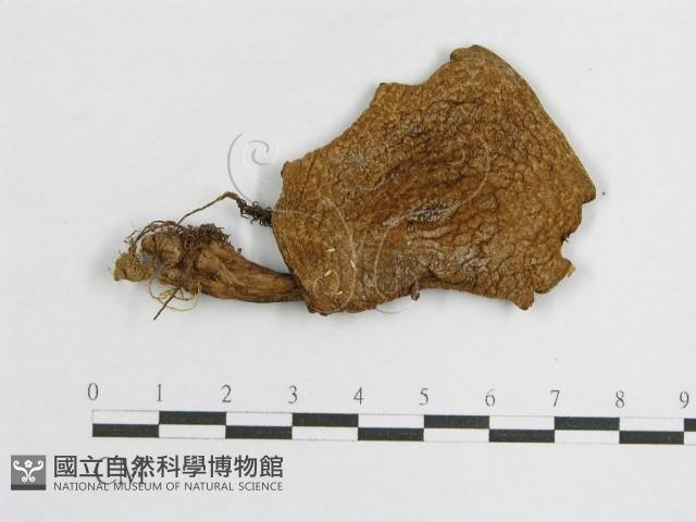 登錄號:F0009667藏品圖，第5張