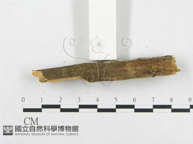 骨皮菌屬藏品圖，第5張