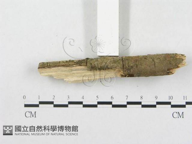 樹脂殼菌屬藏品圖，第5張