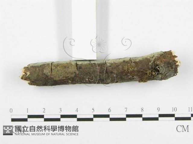 登錄號:F0013467藏品圖，第5張