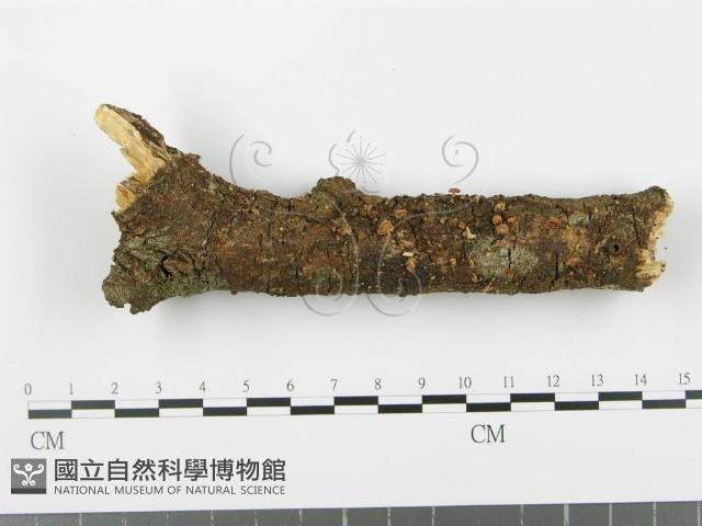 登錄號:F0002367藏品圖，第5張