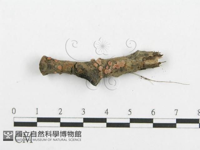 登錄號:F0015227藏品圖，第5張
