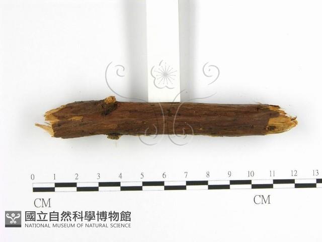 登錄號:F0001627藏品圖，第5張