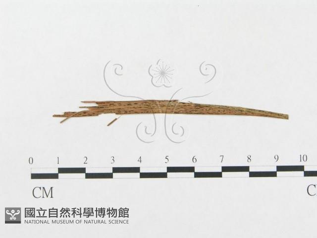 登錄號:F0011627藏品圖，第5張
