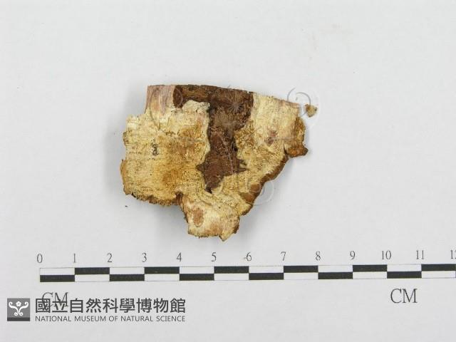 登錄號:F0004627藏品圖，第5張