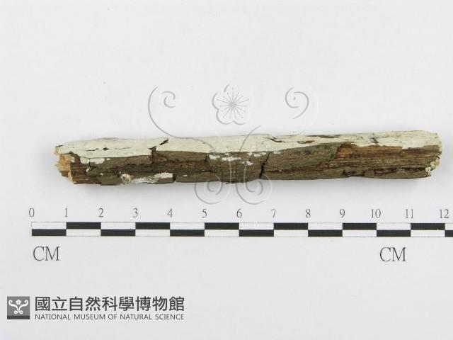 冇骨消絲齒菌藏品圖，第5張