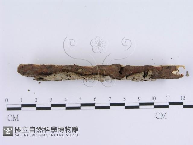 登錄號:F0002427藏品圖，第5張