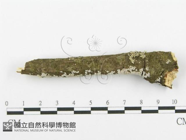 登錄號:F0018727藏品圖，第5張