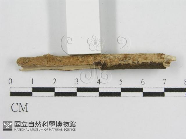 登錄號:F0013727藏品圖，第5張
