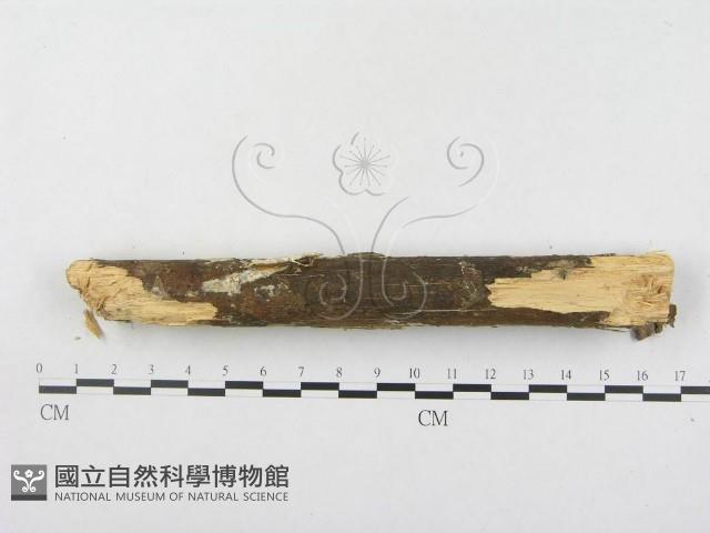 登錄號:F0000127藏品圖，第5張