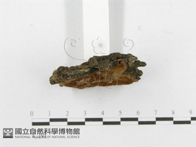 登錄號:F0017327藏品圖，第5張