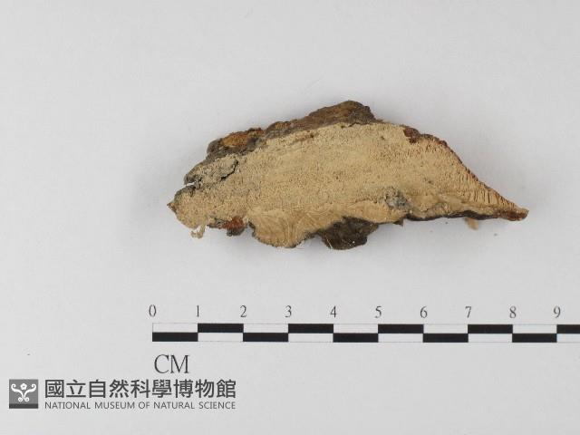 登錄號:F0006807藏品圖，第5張