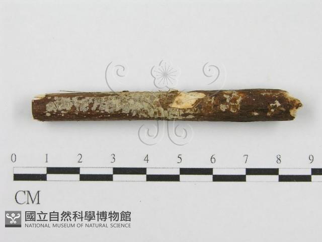 筍殼菌屬藏品圖，第5張