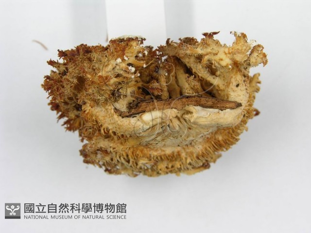 登錄號:F0005807藏品圖，第5張