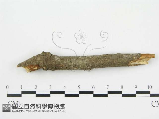 登錄號:F0001407藏品圖，第5張