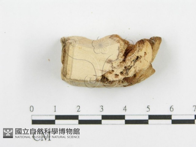 登錄號:F0009407藏品圖，第5張