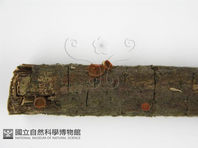 登錄號:F0004707藏品圖，第5張