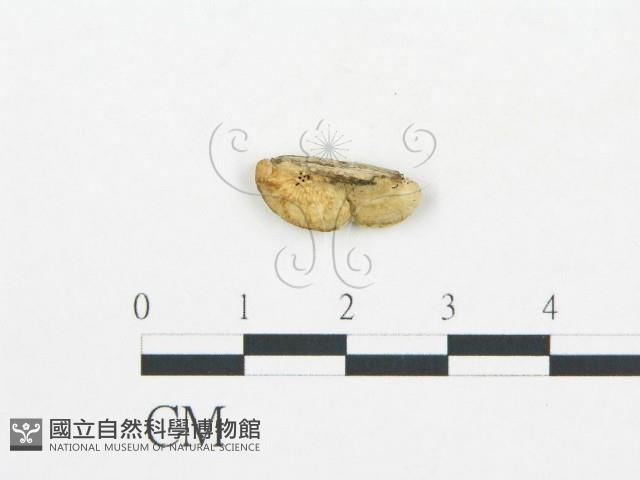 登錄號:F0017707藏品圖，第5張