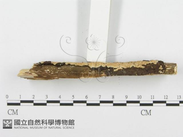 齒耳菌屬藏品圖，第5張