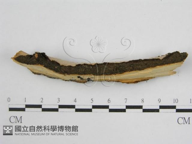 登錄號:F0004507藏品圖，第5張