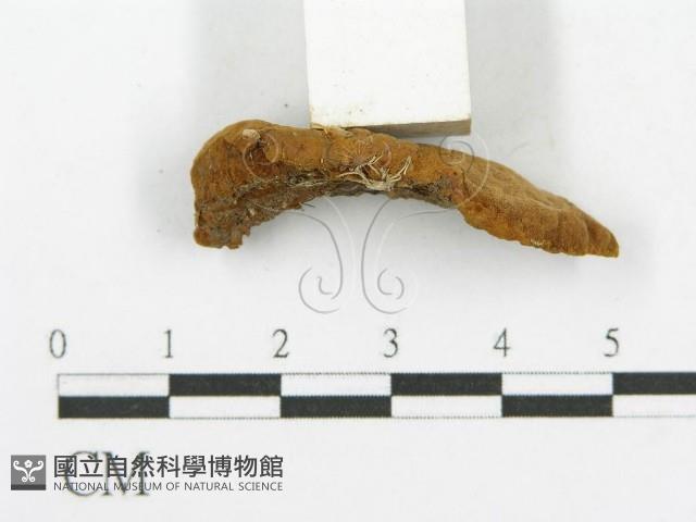 登錄號:F0001107藏品圖，第5張