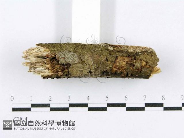 射脈菌屬藏品圖，第5張