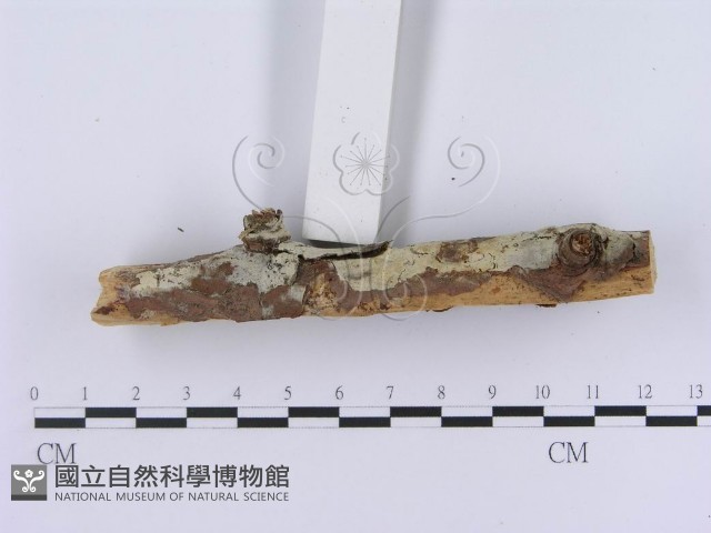 登錄號:F0003007藏品圖，第5張