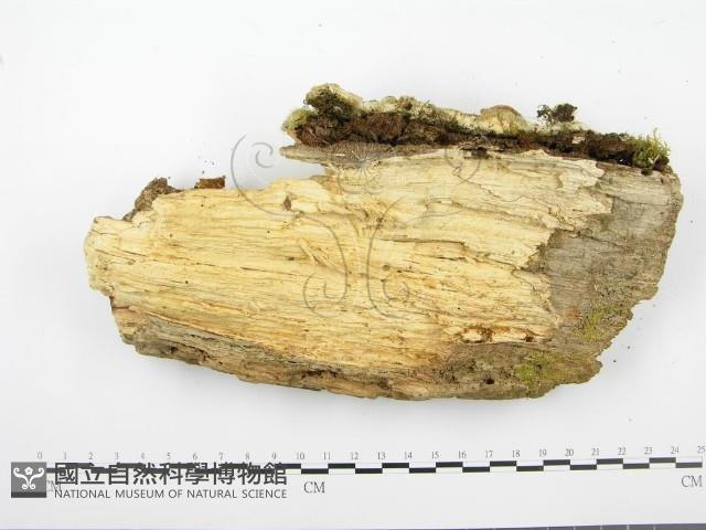 登錄號:F0004307藏品圖，第5張