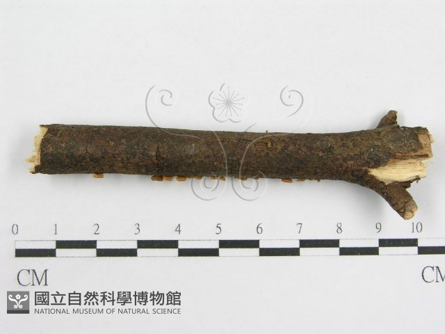 登錄號:F0003307藏品圖，第5張
