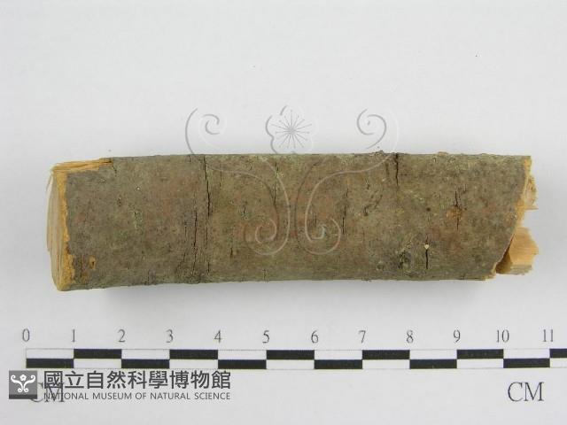 微皮傘屬藏品圖，第5張