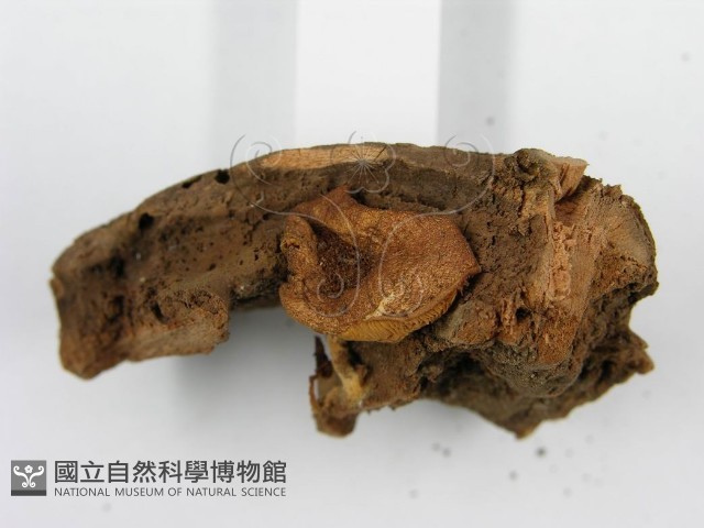 登錄號:F0014417藏品圖，第5張