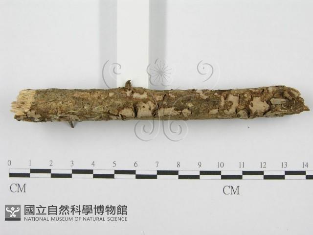 筍殼菌屬藏品圖，第5張