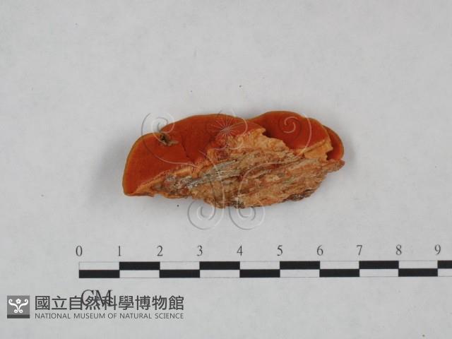 血紅密孔菌藏品圖，第5張