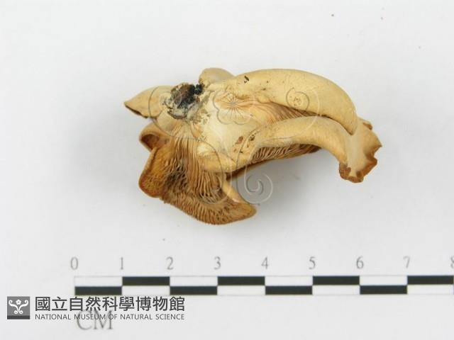 糙皮側耳藏品圖，第5張