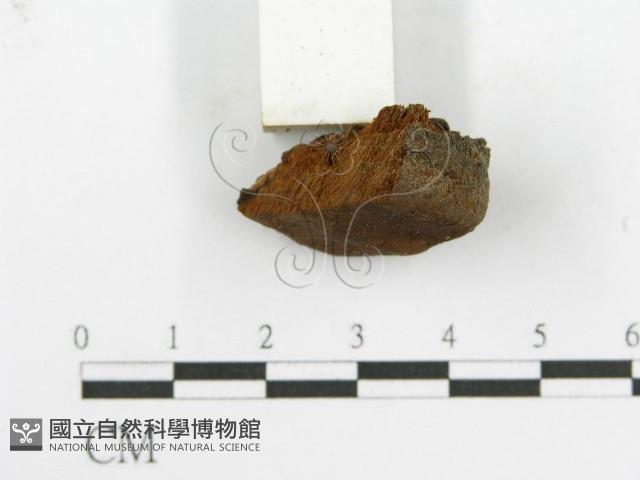 登錄號:F0017357藏品圖，第5張