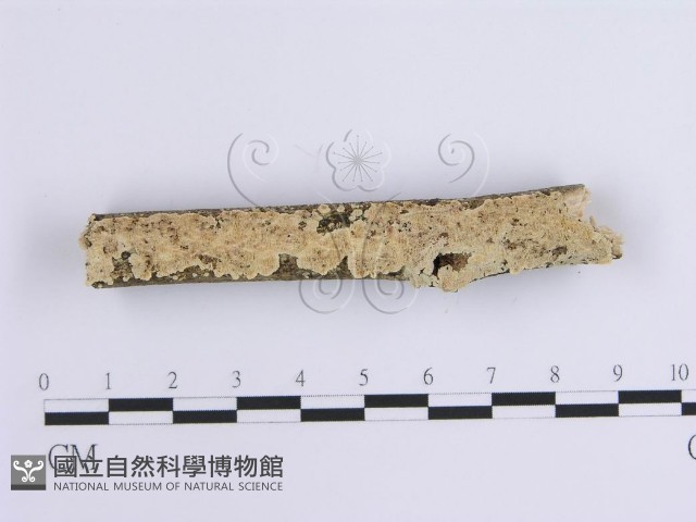 登錄號:F0002947藏品圖，第5張