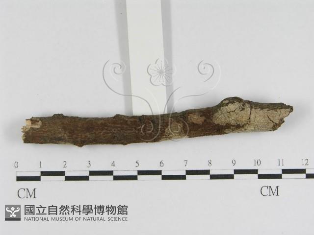 登錄號:F0010447藏品圖，第5張