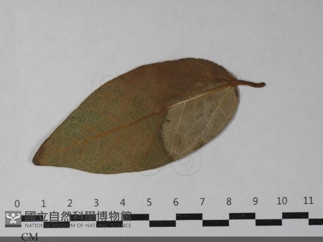 登錄號:F0033447藏品圖，第5張