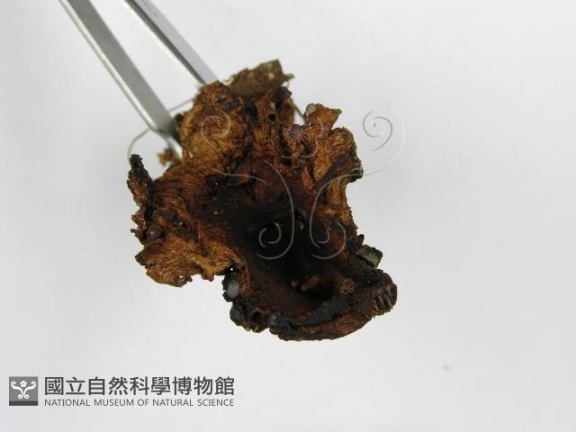 登錄號:F0012747藏品圖，第5張