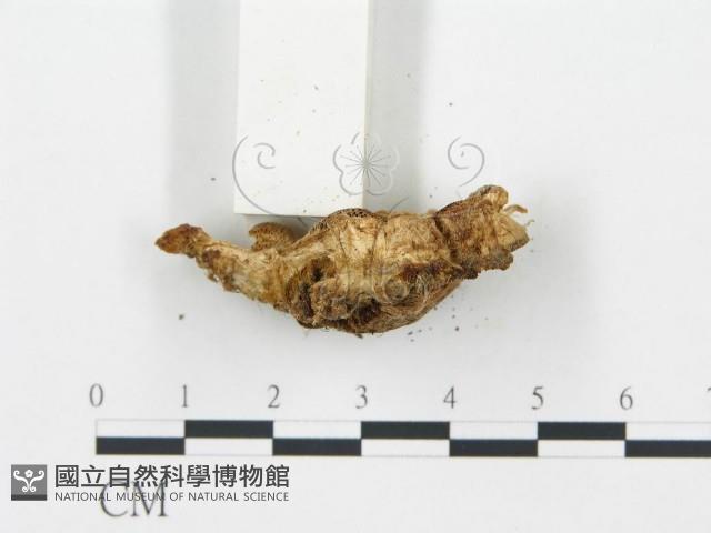 登錄號:F0019747藏品圖，第5張
