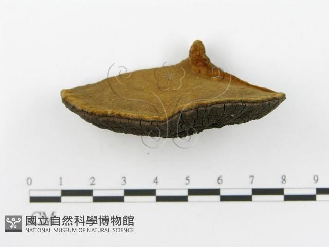 登錄號:F0017237藏品圖，第5張