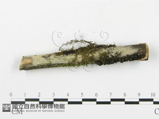 登錄號:F0003937藏品圖，第5張