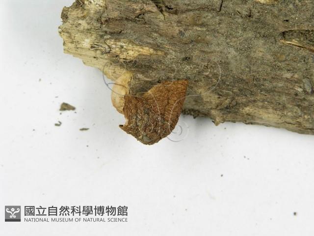 糙皮側耳藏品圖，第5張